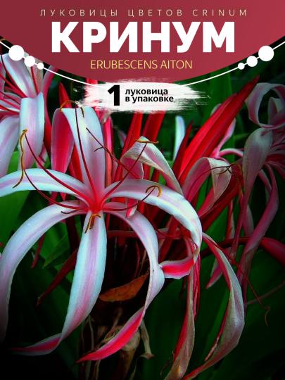 Кринум Crinum erubescens Aiton